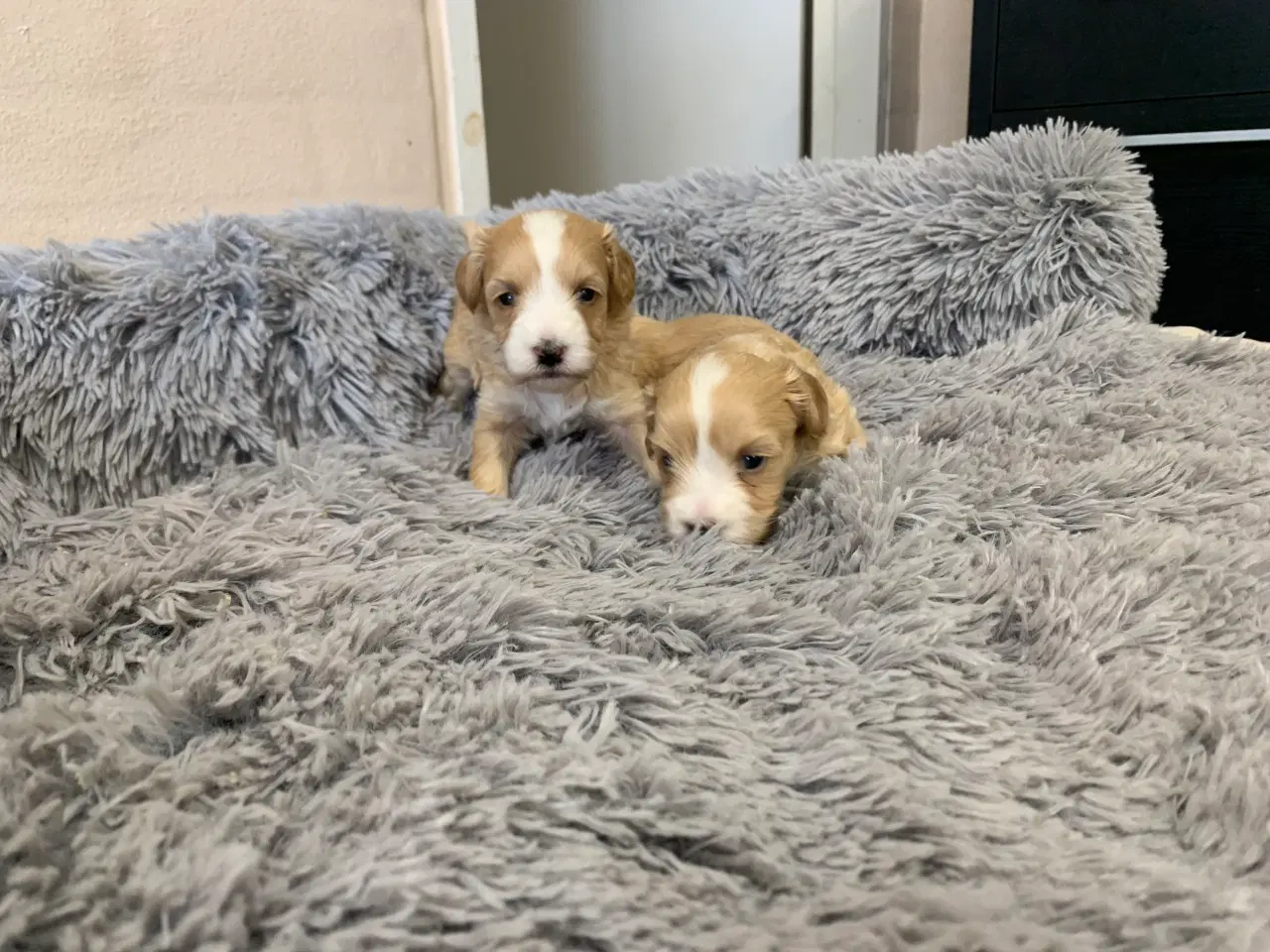 Billede 9 - Små fine Maltipoo babyer 