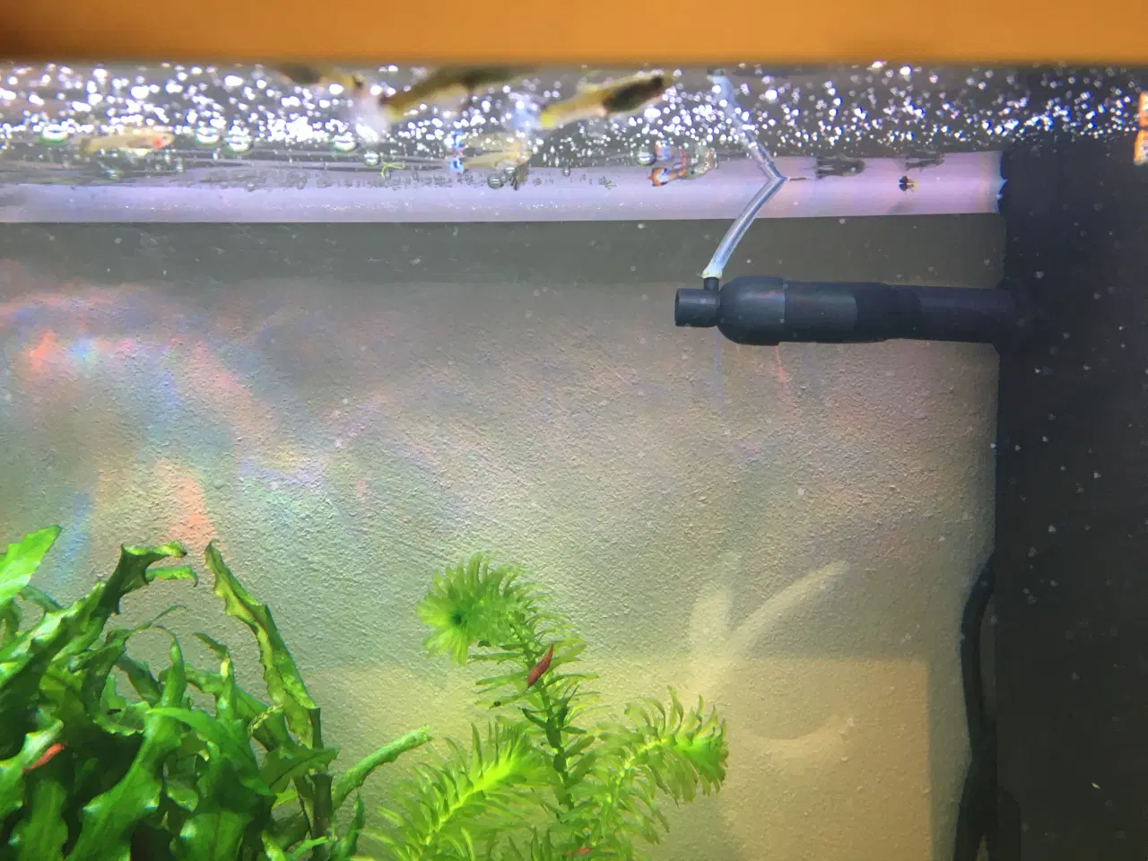 Billede 1 - Guppy akvariefisk