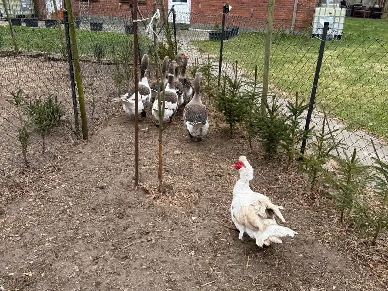 Billede 1 - Gæs til salg i zone Varde.