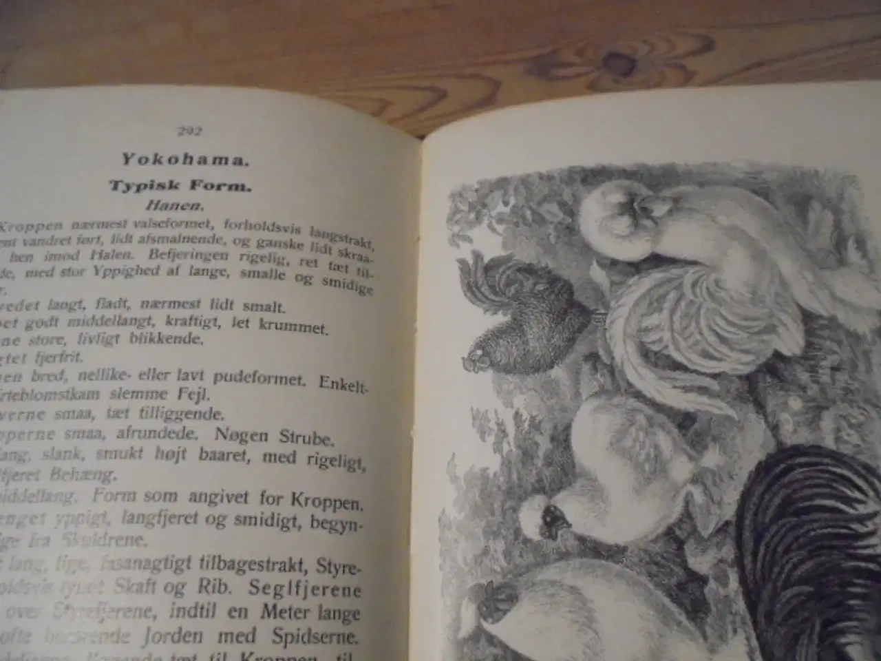 Billede 6 - Skandinavisk Fjerkræ Standard – fra 1934
