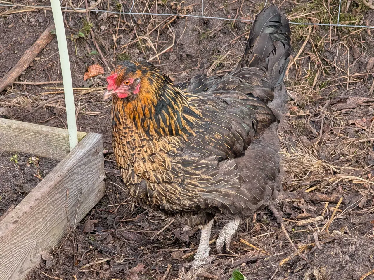 Billede 7 - Blandings høns