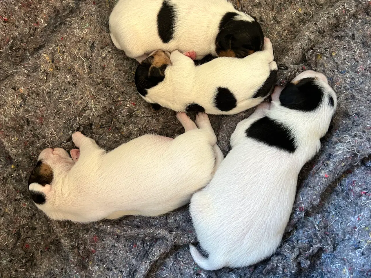 Billede 6 - 4 dejlige Jack Russel hvalpe sælges 