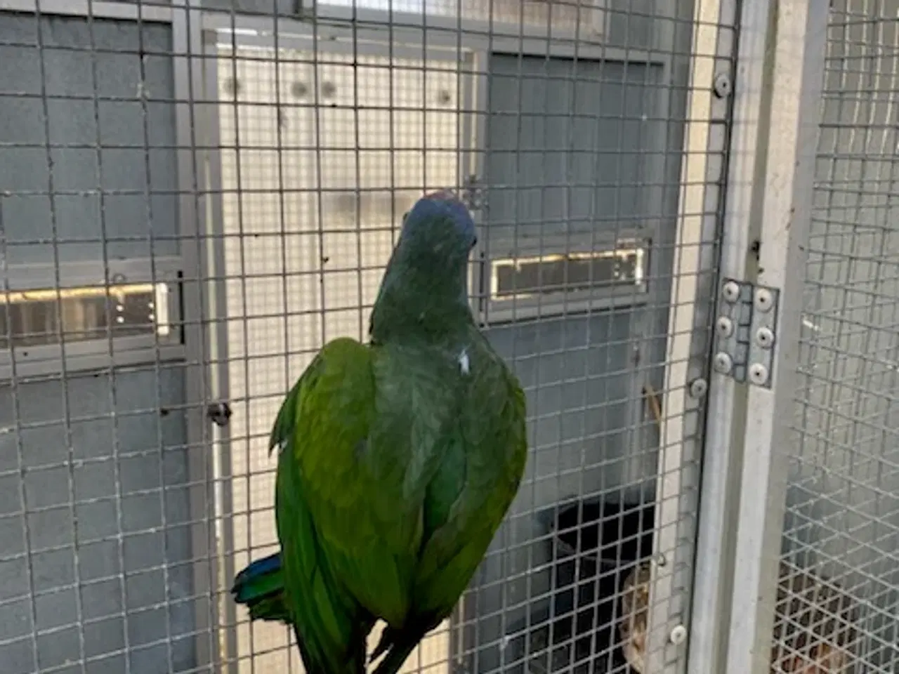 Billede 2 - Blåhovedet pionus