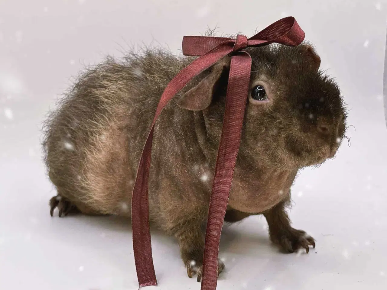 Billede 15 - DK Marinos opdræt