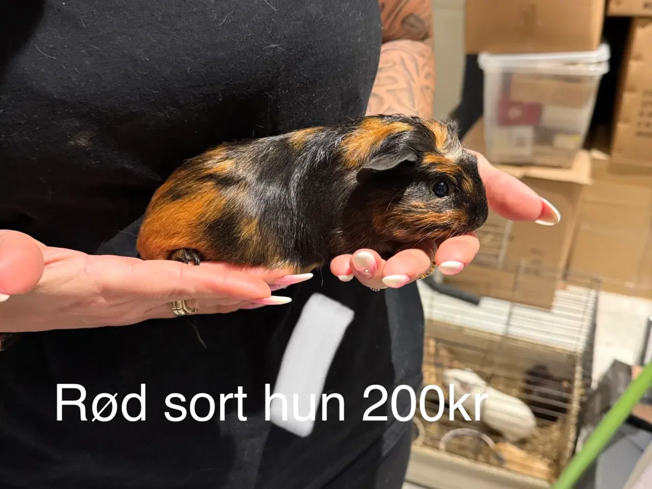 Billede 2 - Marsvin hun unger