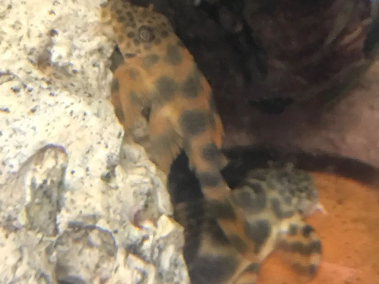 Billede 2 - Peckoltia sabaji L075