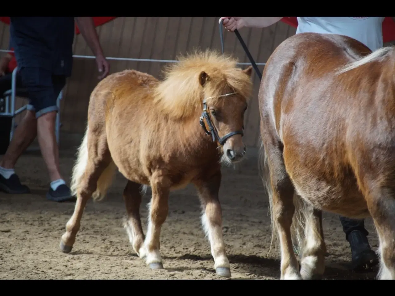 Billede 5 - Shetlænder hoppe