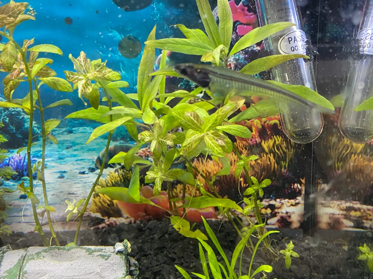 Billede 2 - Glas maller sælges