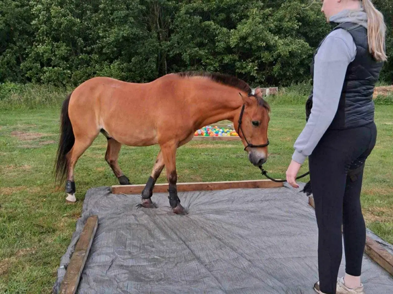 Billede 13 - børnepony /Næsten begynder pony / bytte