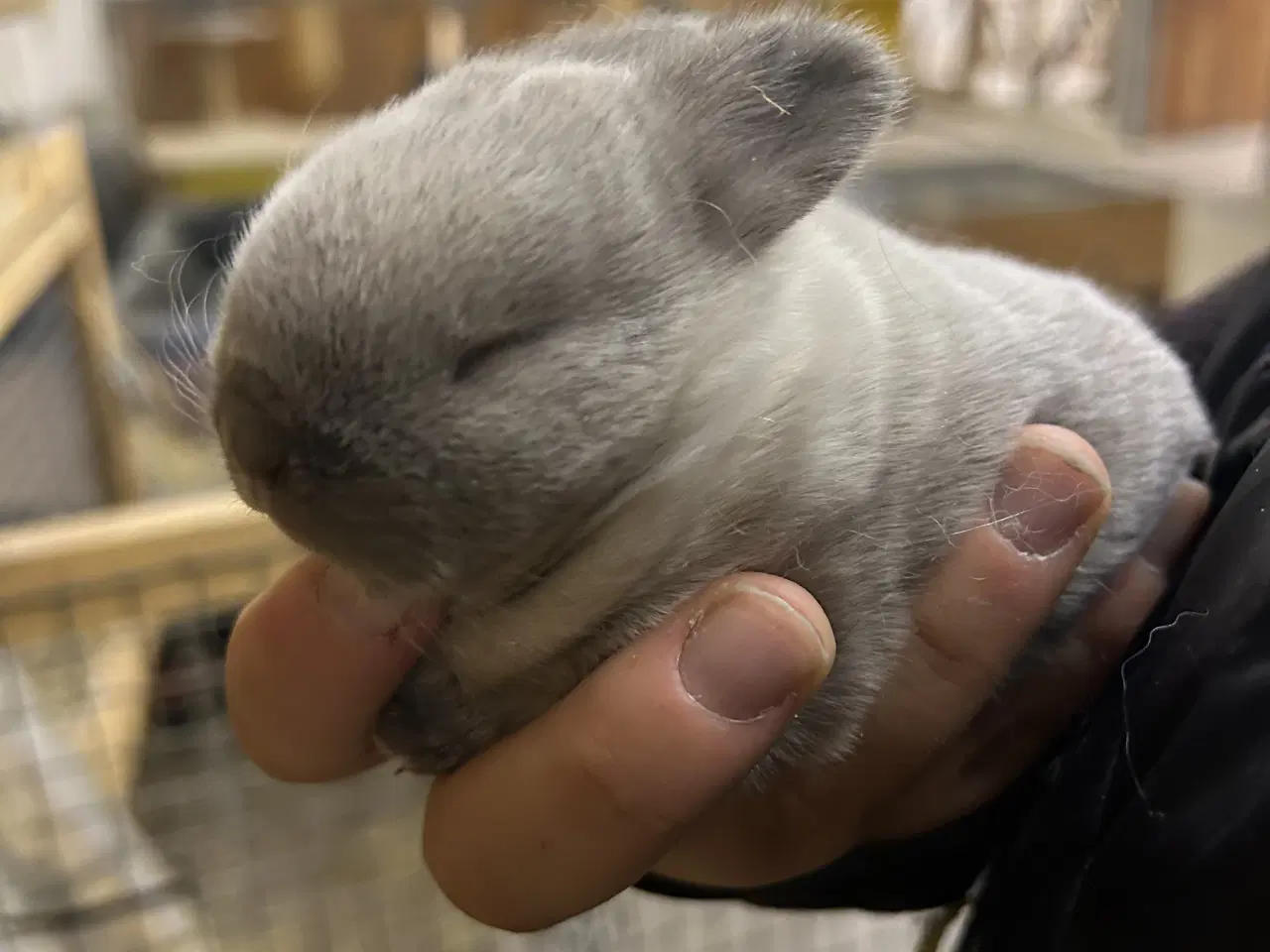 Billede 2 - Smuk zobel hermelin/rex 