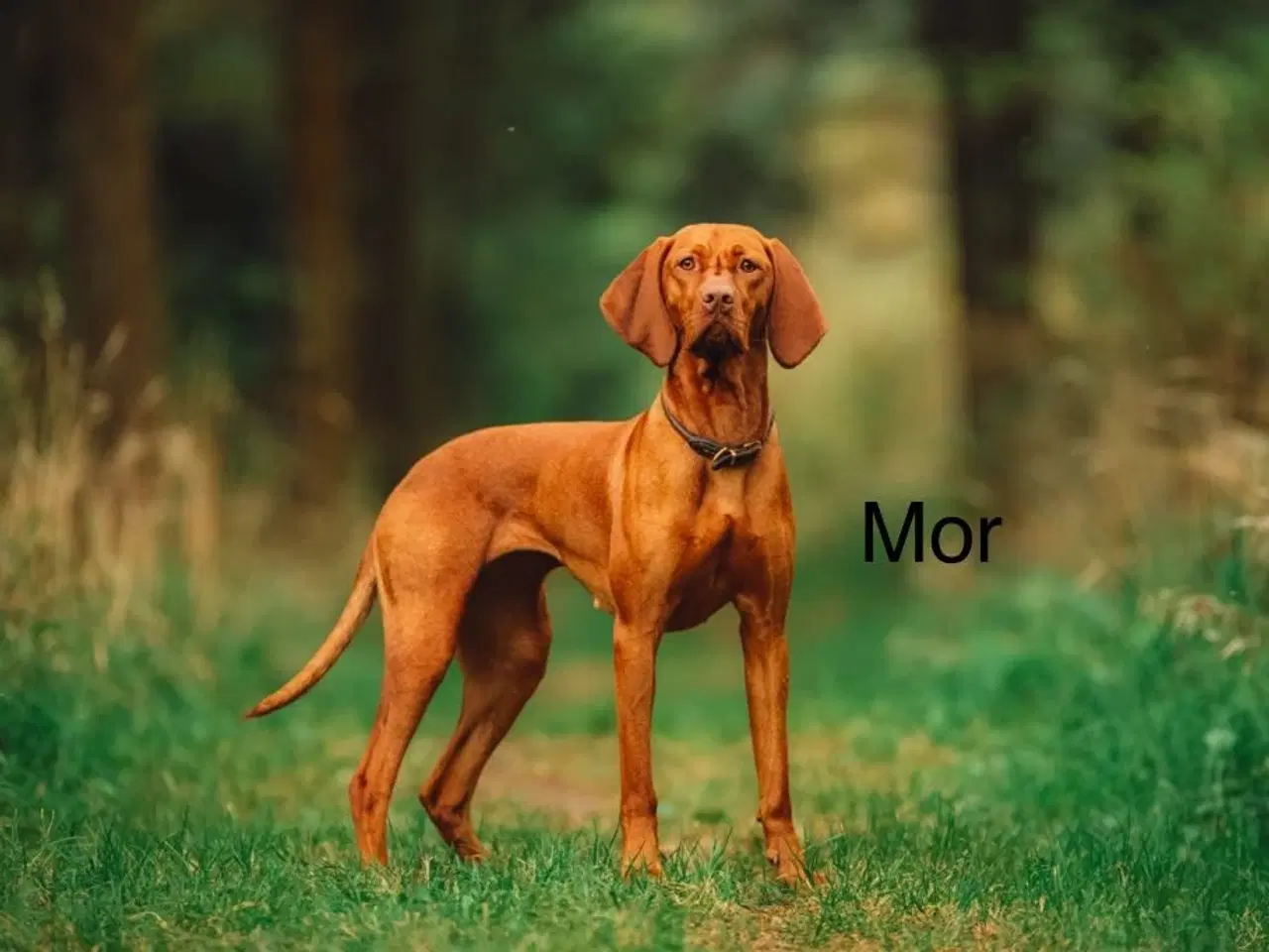 Billede 17 - Fineste Vizsla-doodle hvalpe