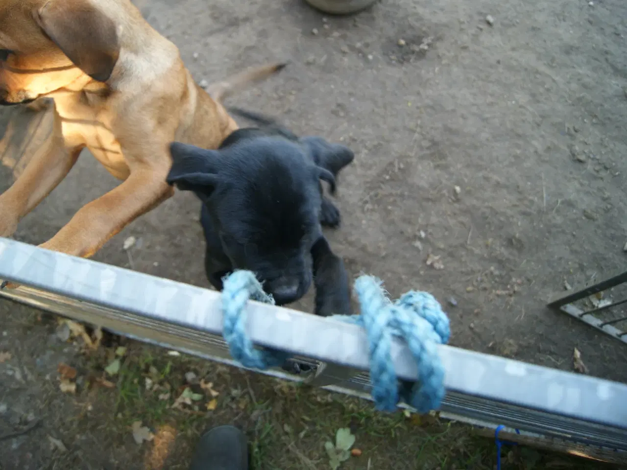 Billede 3 - 3 livlige og friske Cane Corso/ Rottweiler Hvalpe.