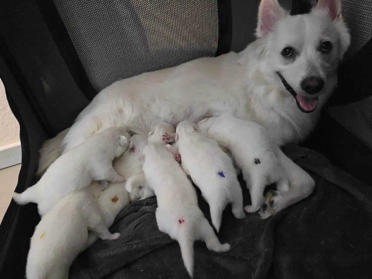 Billede 4 - Dansk Spids familiehund