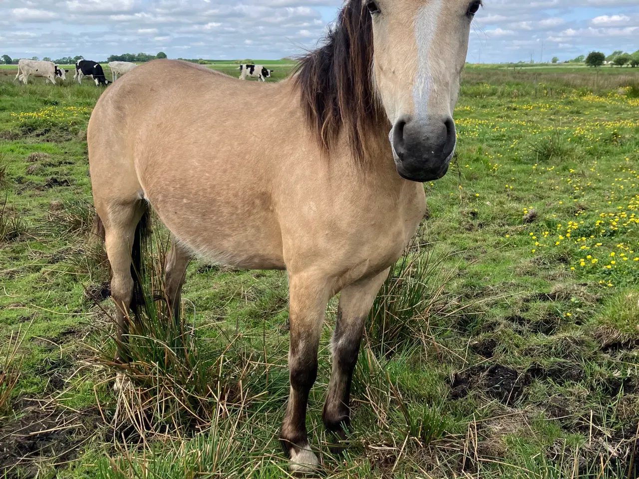 Billede 4 - Ponyhoppe, 4 år 