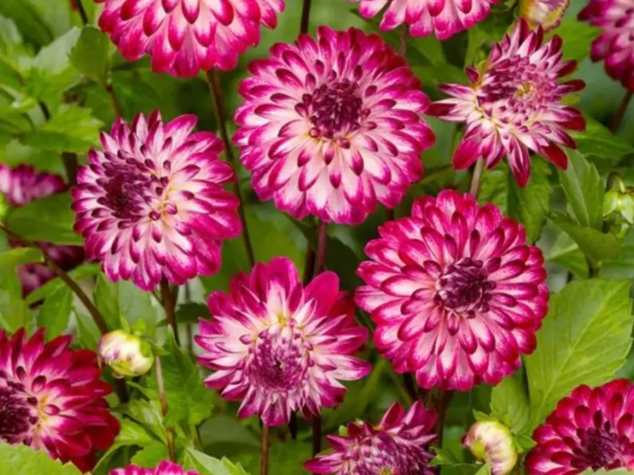 Billede 9 - Dahlia Georginer