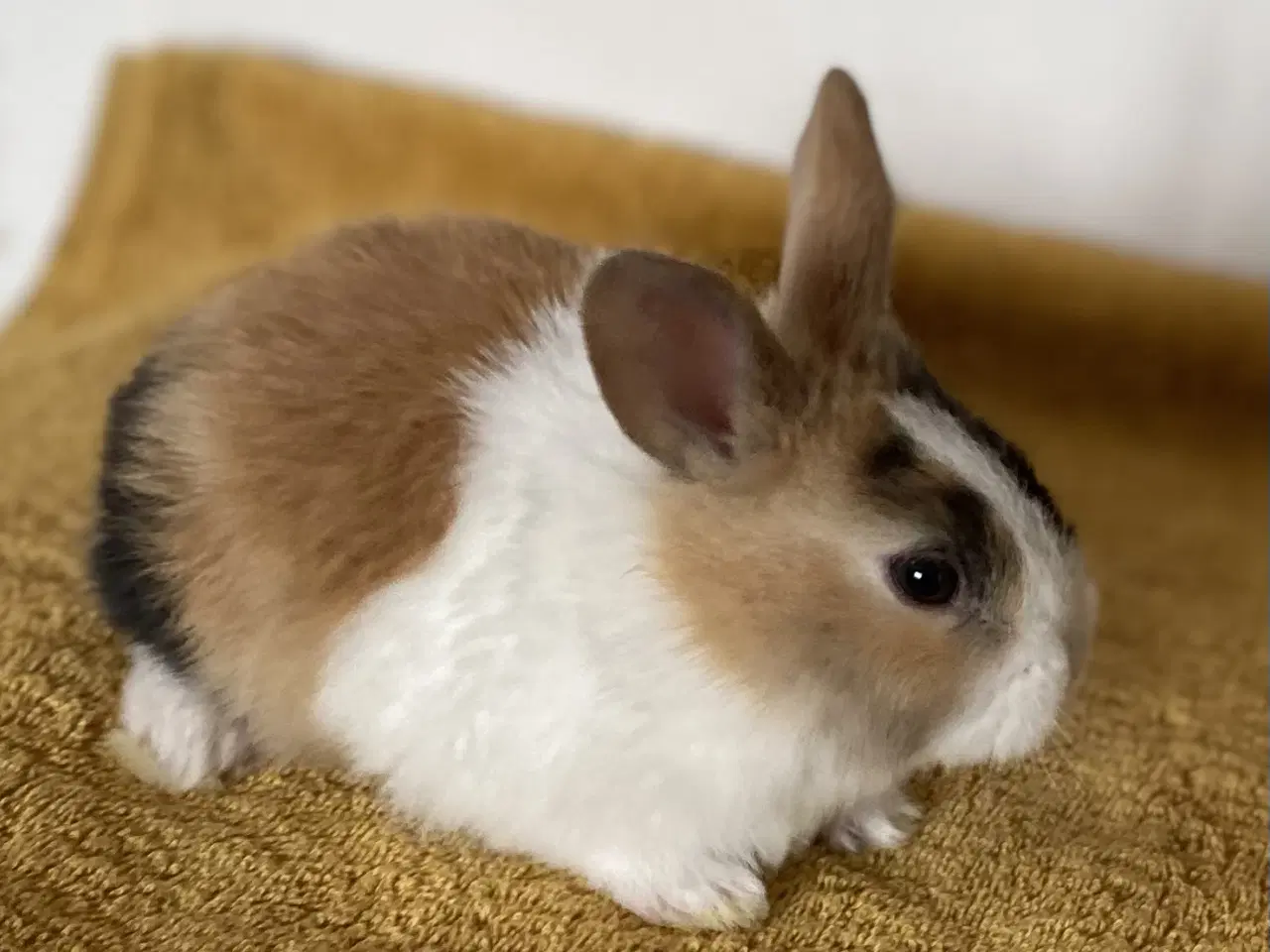 Billede 8 - HOLLÆNDER HAN JAPANER SORT/GUL