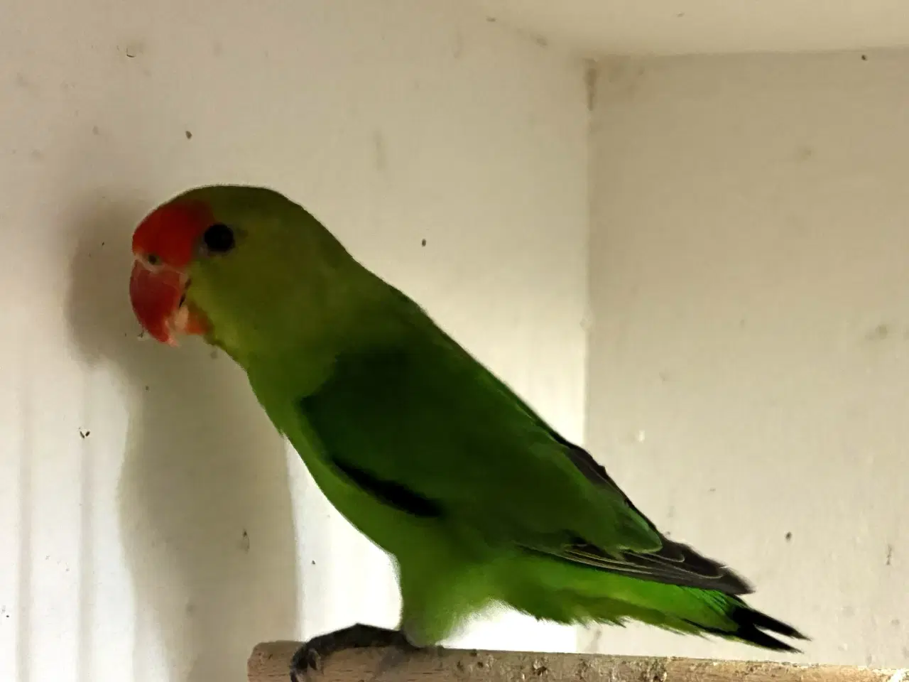 Billede 1 - Taranta Dværgpapegøje