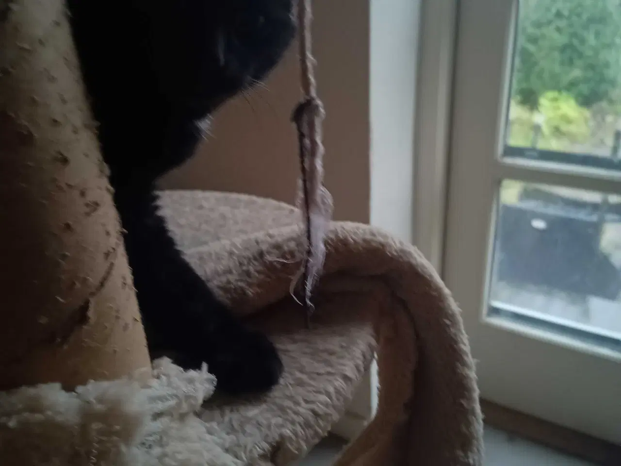 Billede 8 - 16 uger gammel killinger