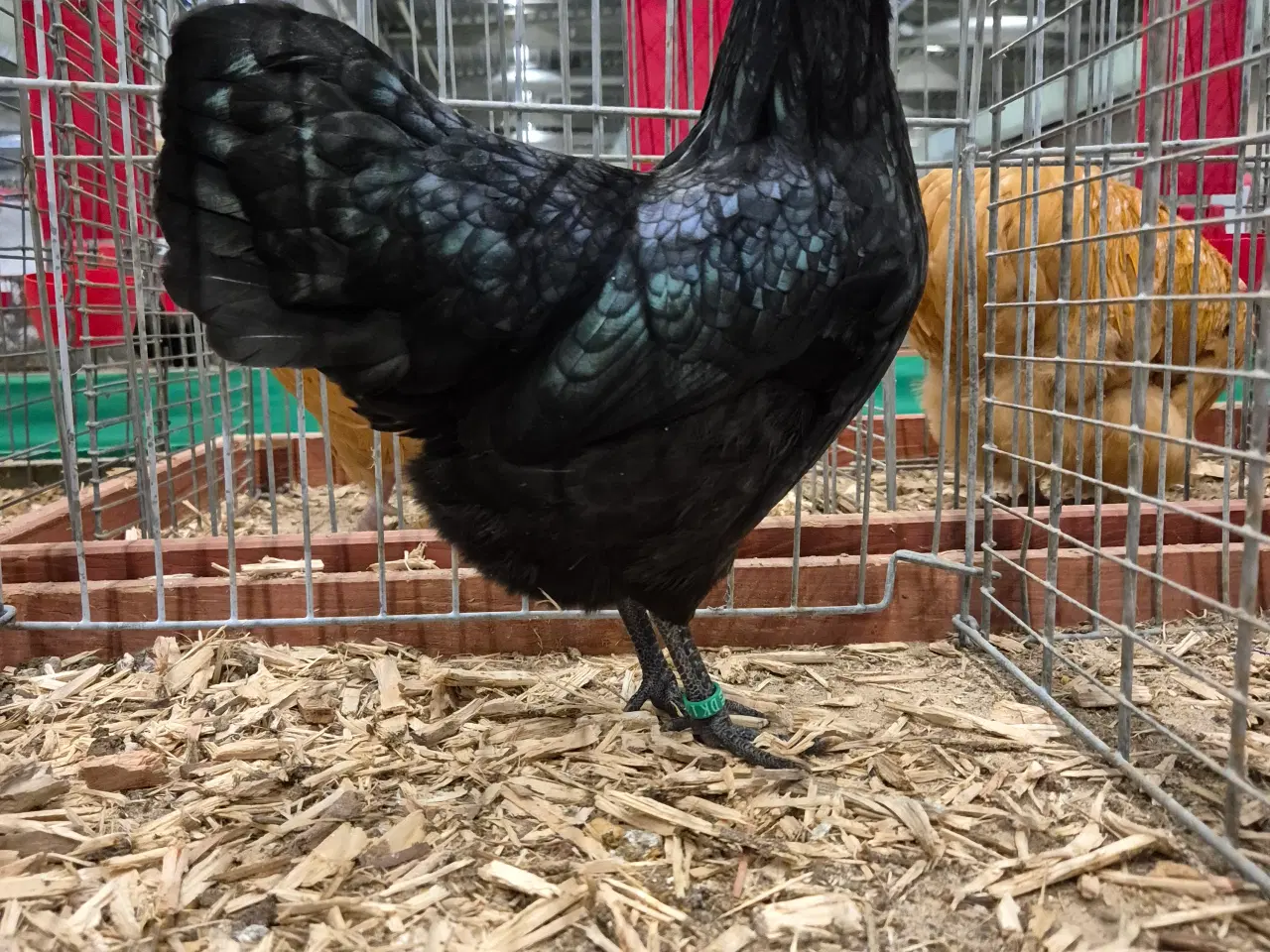 Billede 1 - Sorte dværg Australorps 