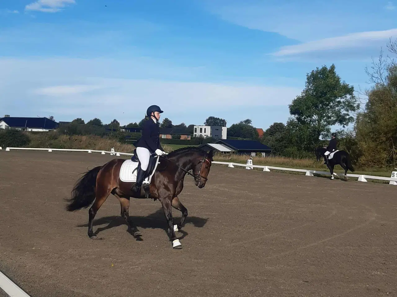 Billede 13 - New Forest 
