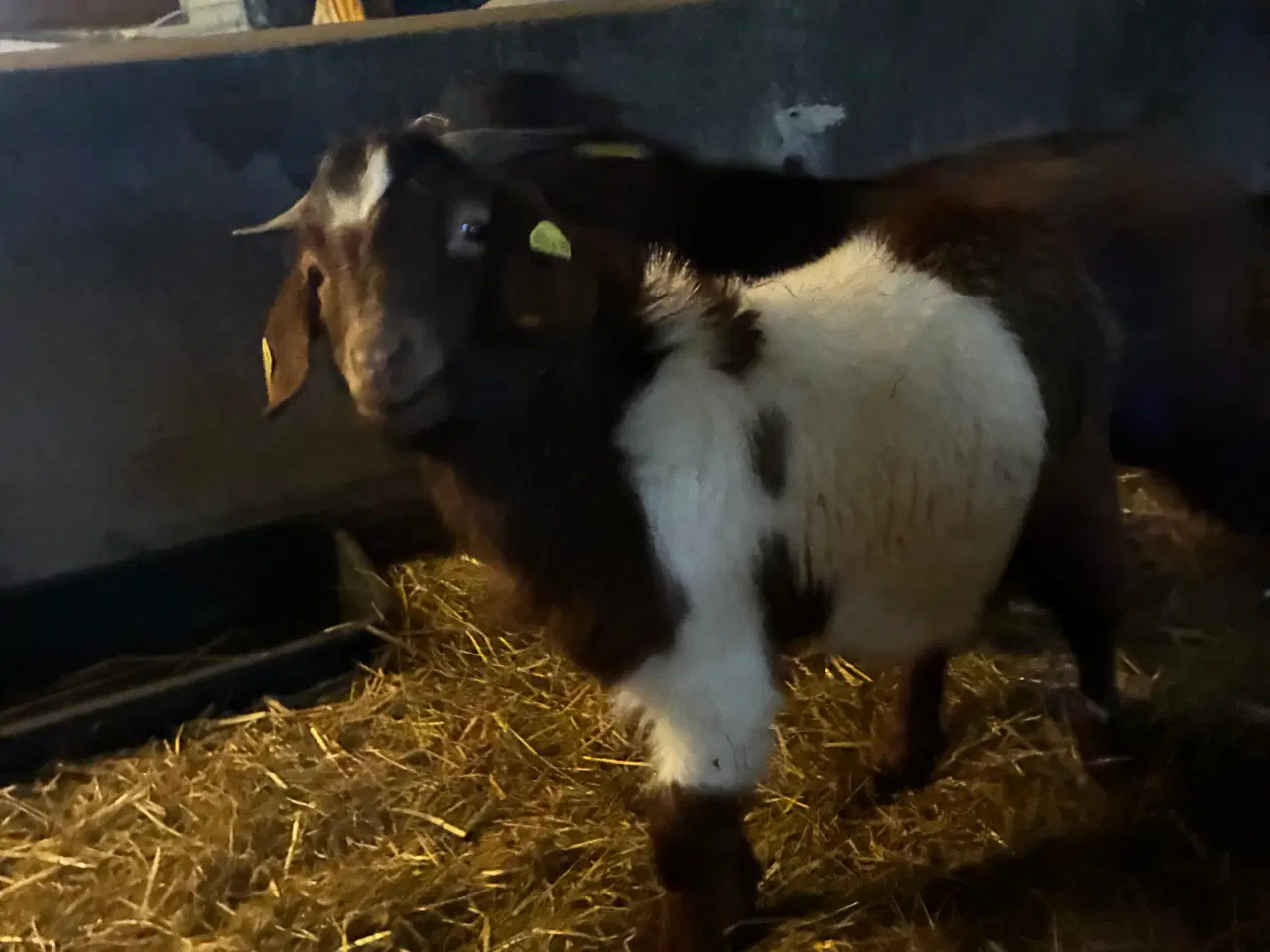 Billede 3 - Bukke Boergeder 