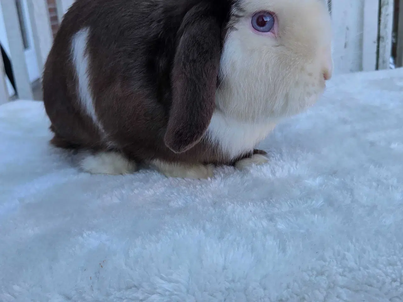 Billede 1 - Dværgvædder til kæl eller avl