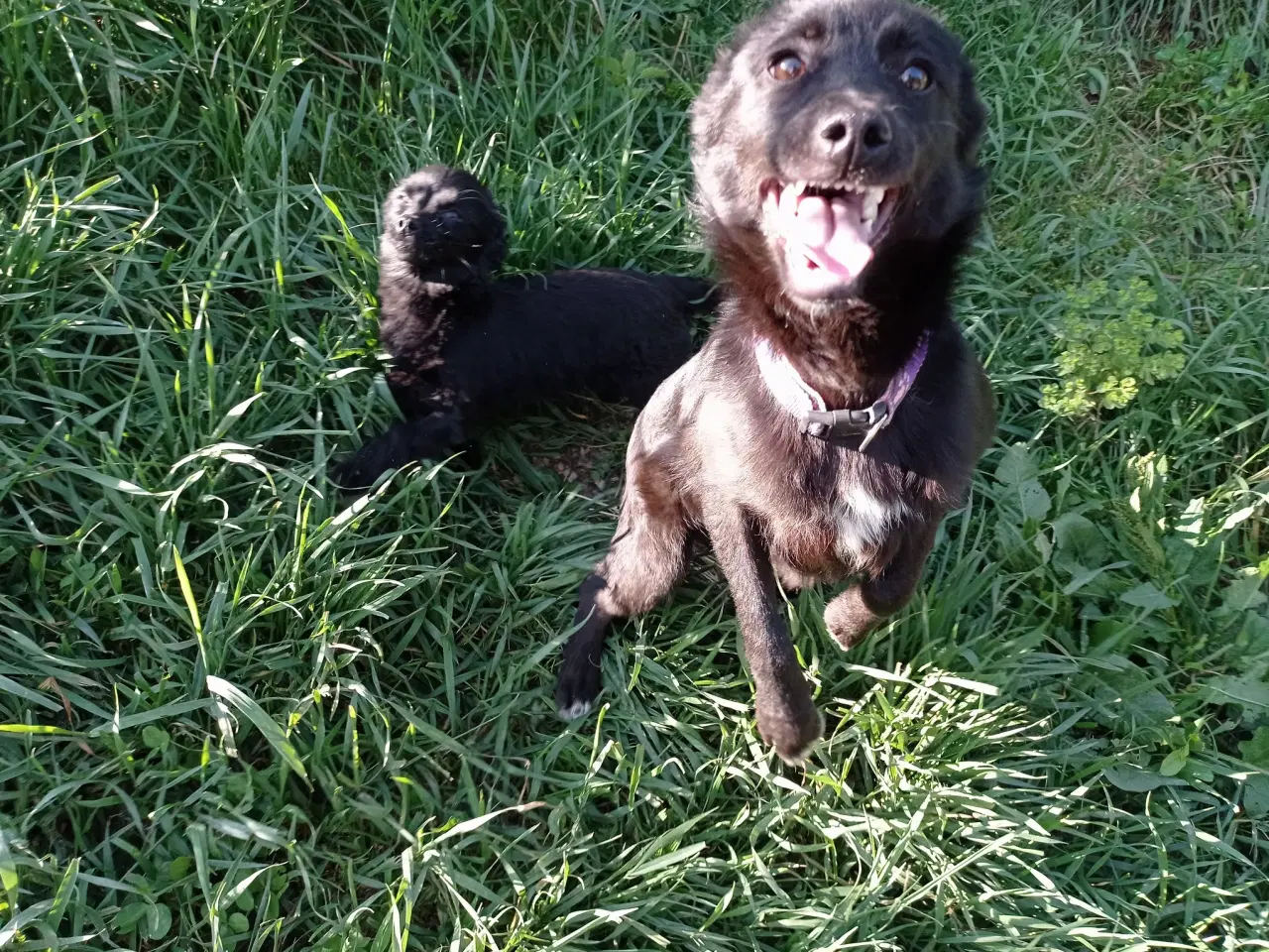 Billede 3 - Negra - steriliseret  ca 7 kg ..  