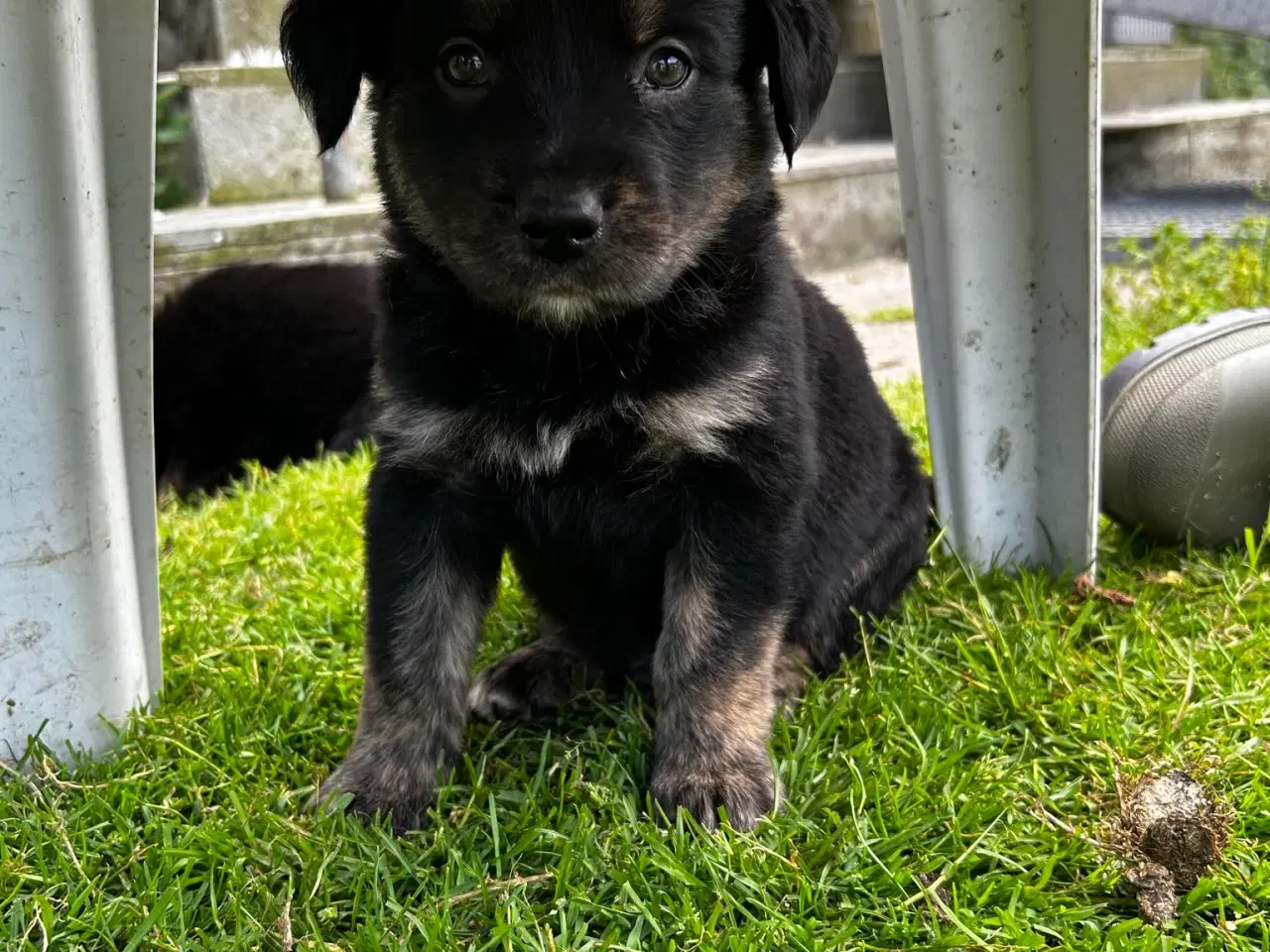 Billede 3 - Golden Retriever Border Collie hvalpe