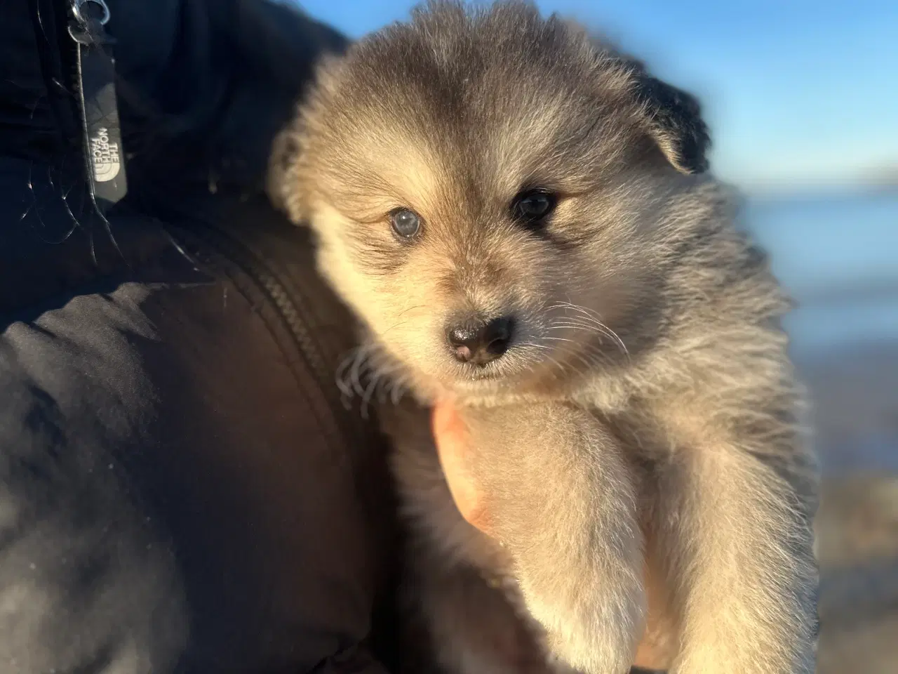 Billede 8 - Finske Lapphundehvalpe søger nye, kærlige hjem