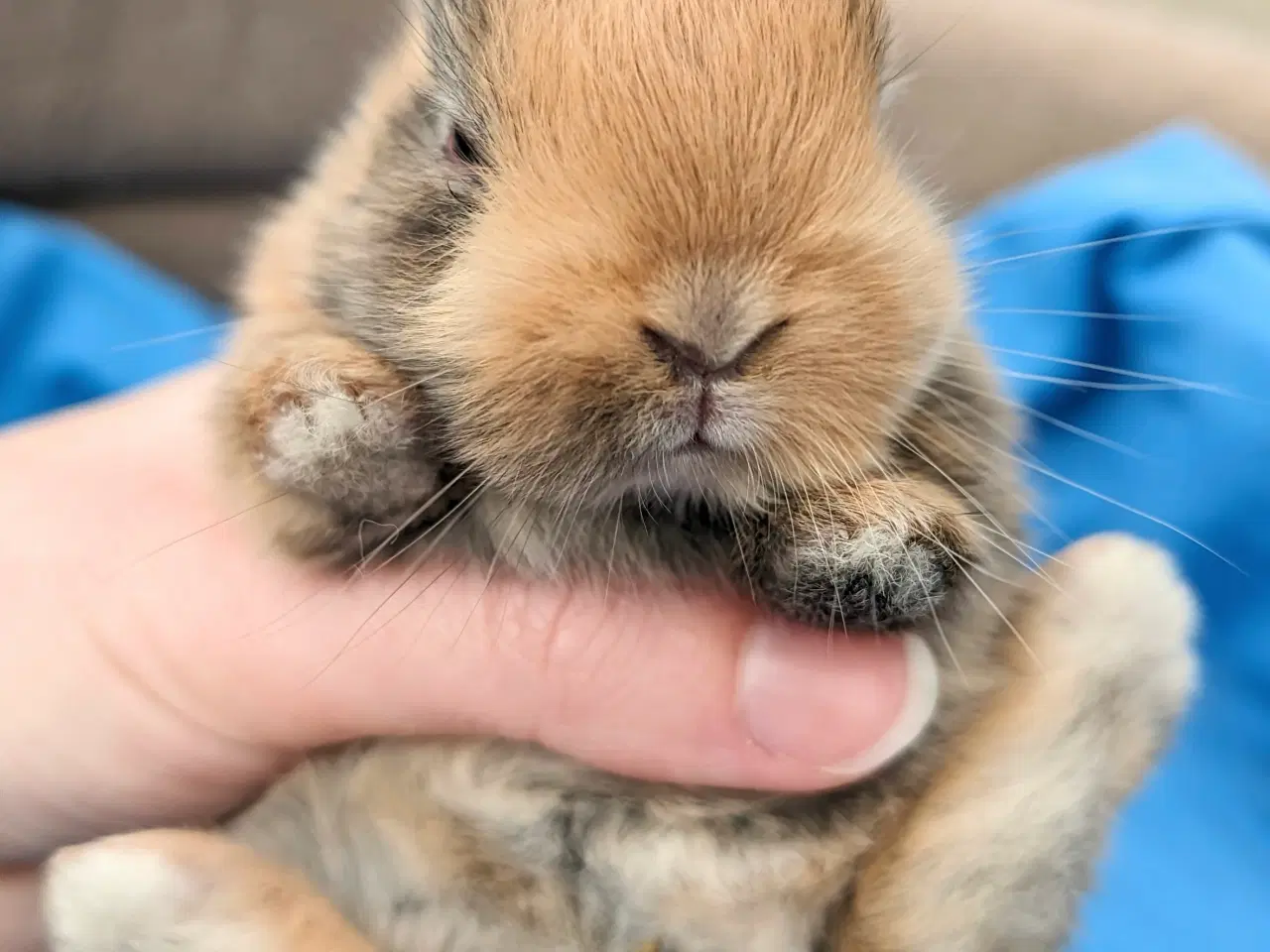 Billede 5 - Hermelin kaninunge