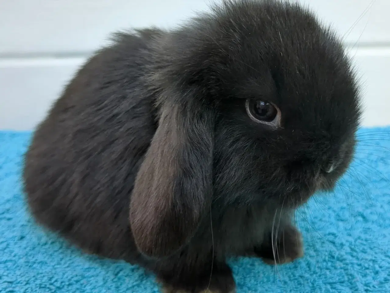 Billede 3 - Minilop kaninunge sælges 