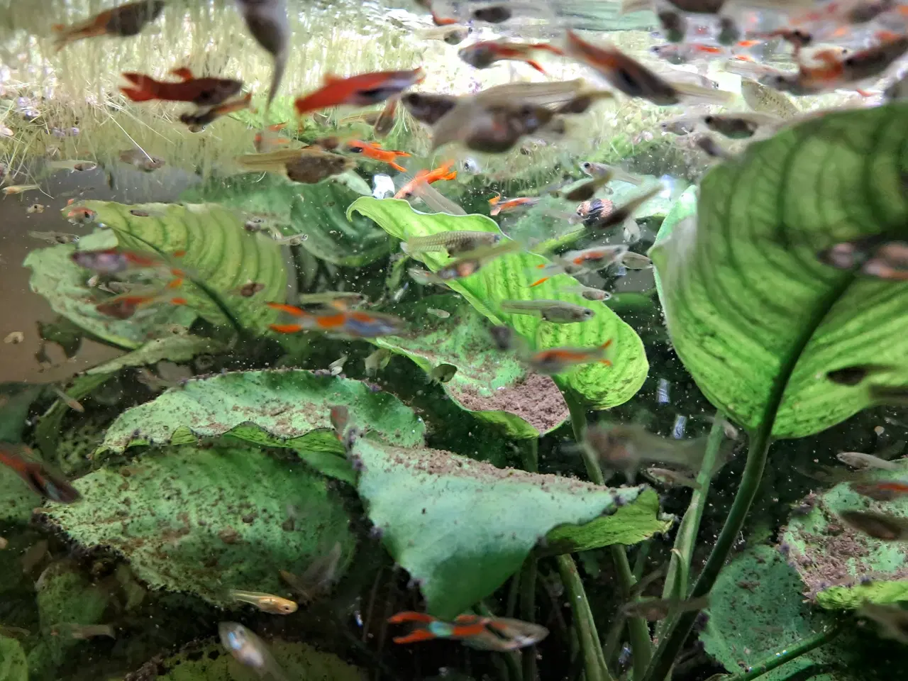 Billede 2 - Mix endler guppy super fin 