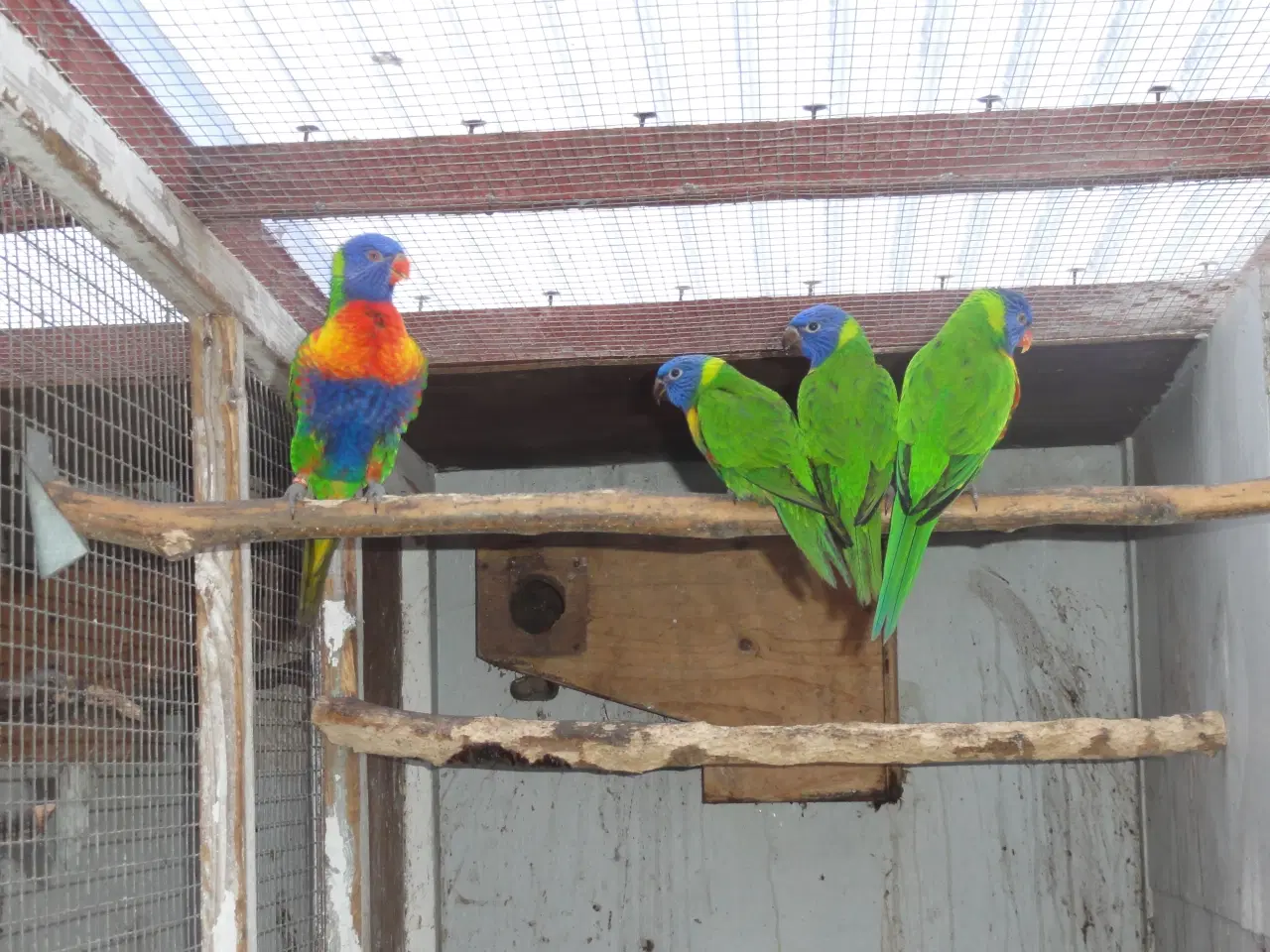 Billede 1 - Avlspar Bjerglori med 2 unger