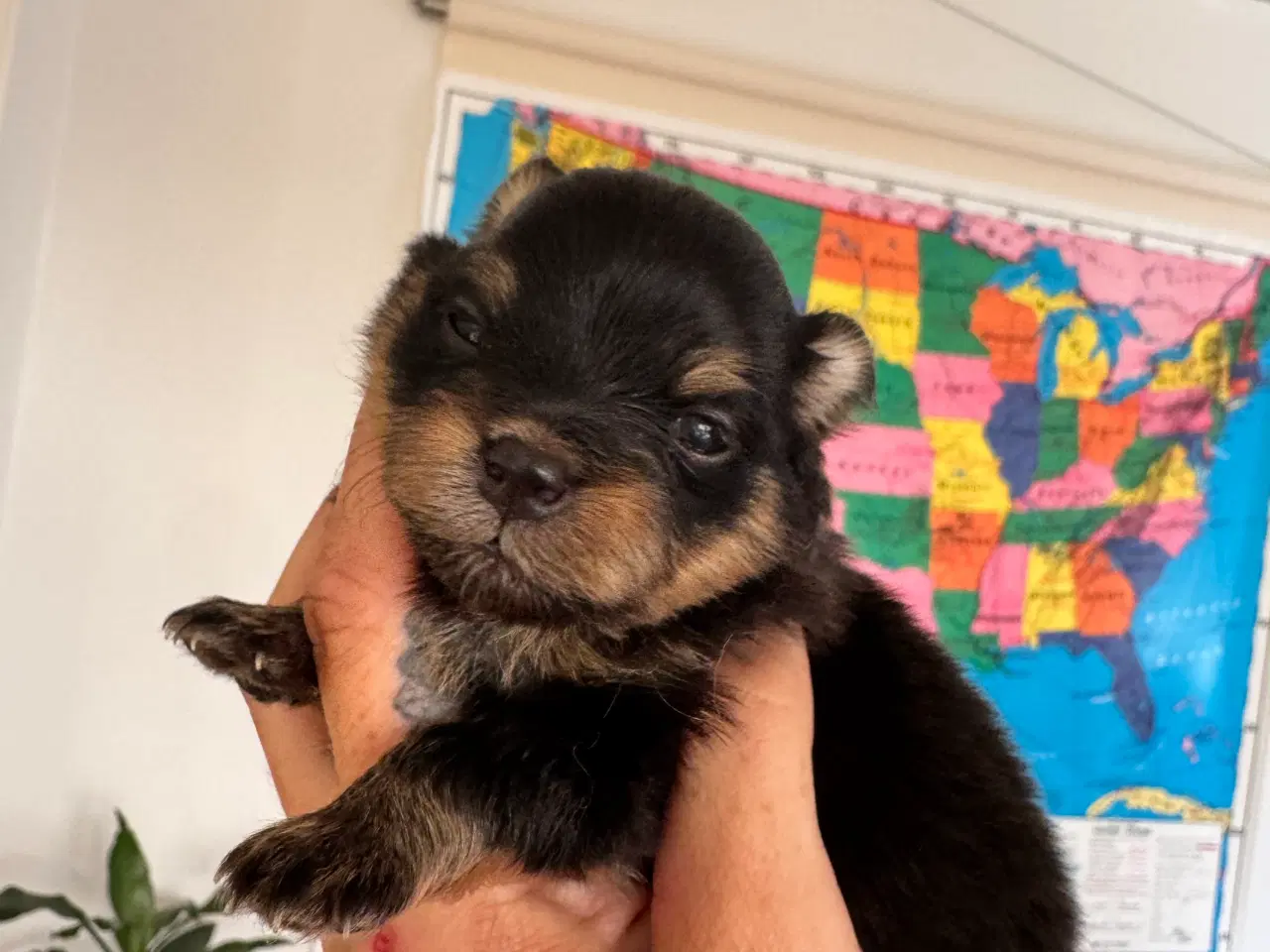 Billede 2 - Pomchi hvalpe 