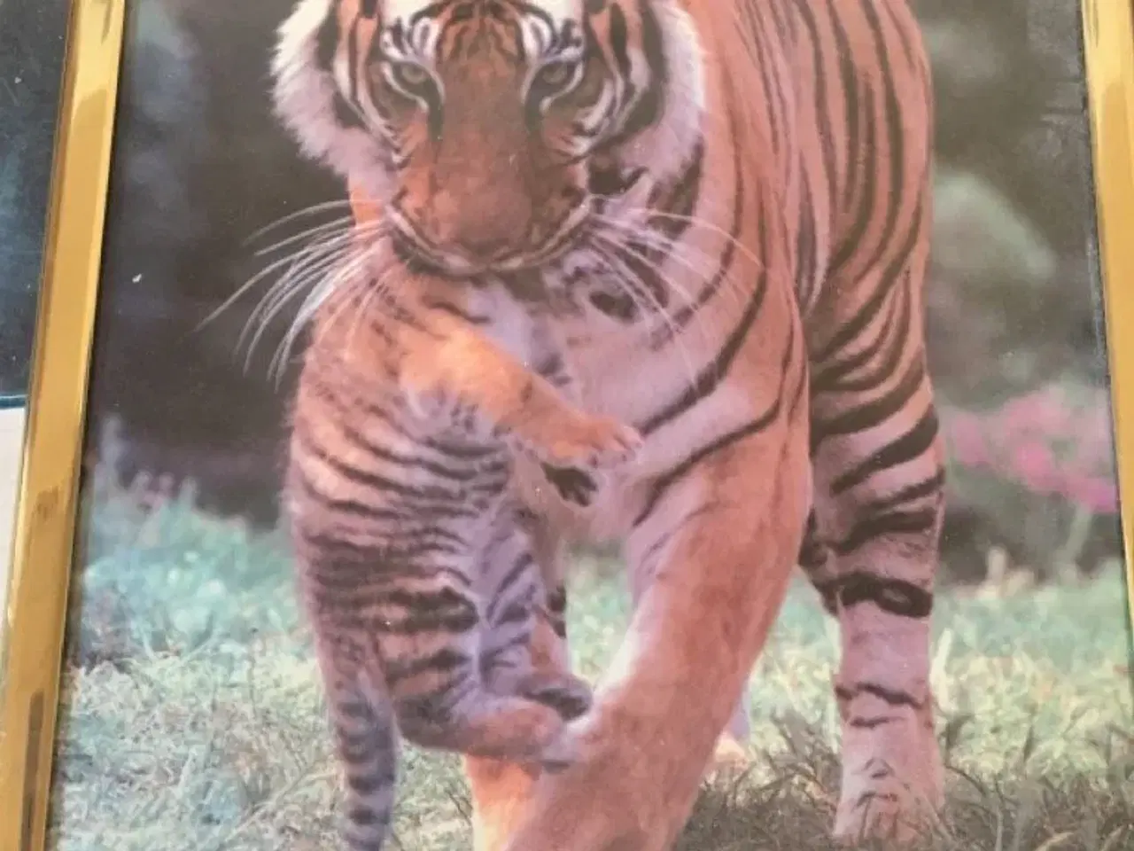 Billede 8 - Billeder af tiger