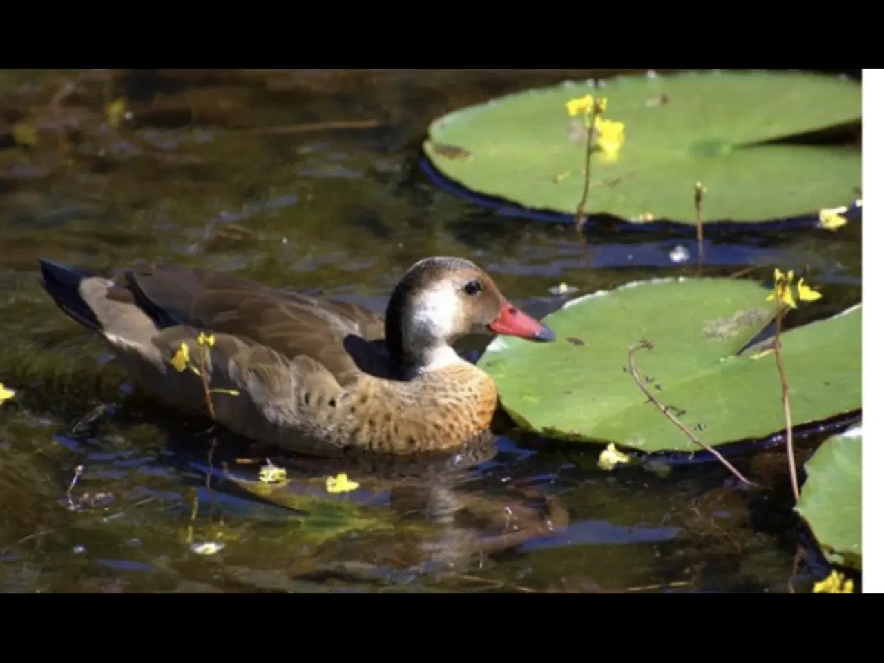 Billede 1 - Amazone Andrik 