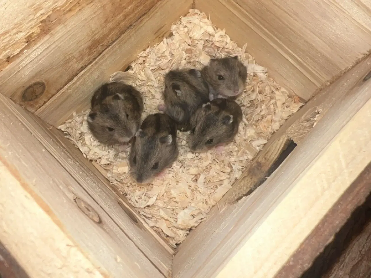 Billede 1 - Hamster vinterhvide 