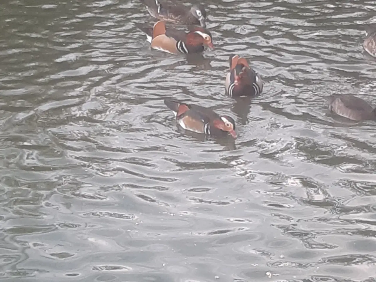 Billede 4 - 1,1 mandarinænder fra 2025