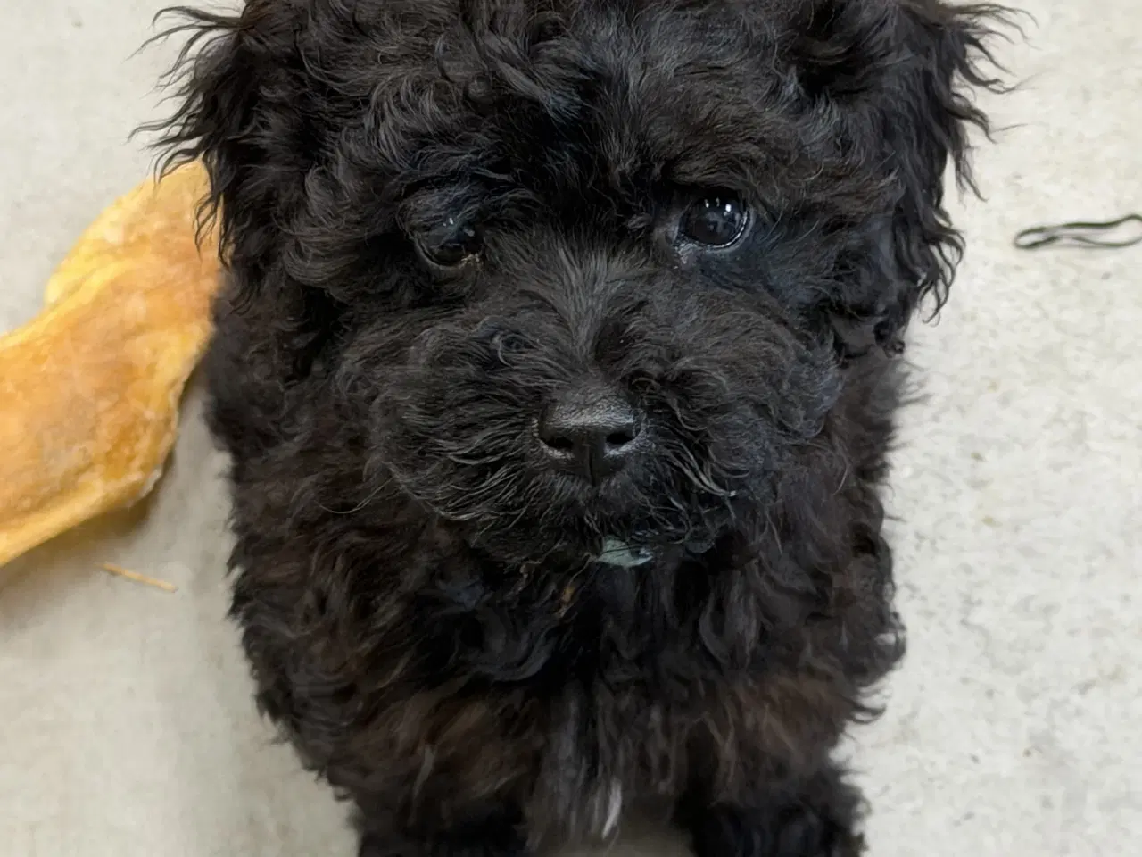 Billede 1 - Cavapoo hvalpe Rejseklar 🧳❤️🐾