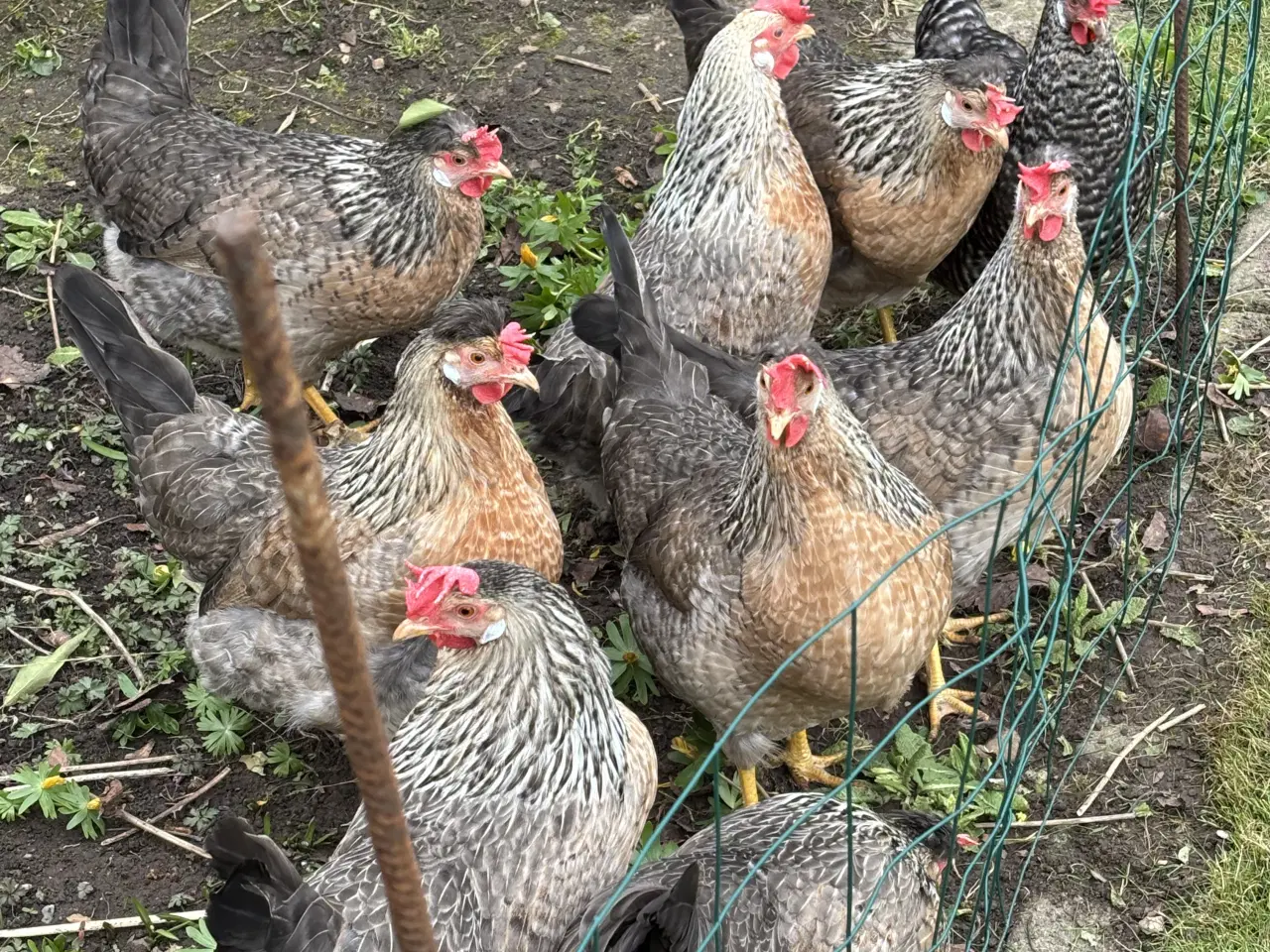 Billede 1 - Cream legbar Høns