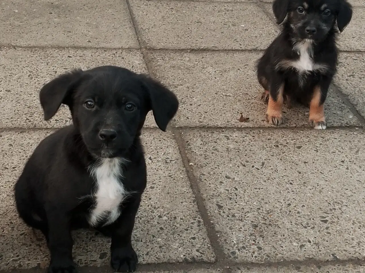 Billede 11 - Labrador/border collie/power puff.