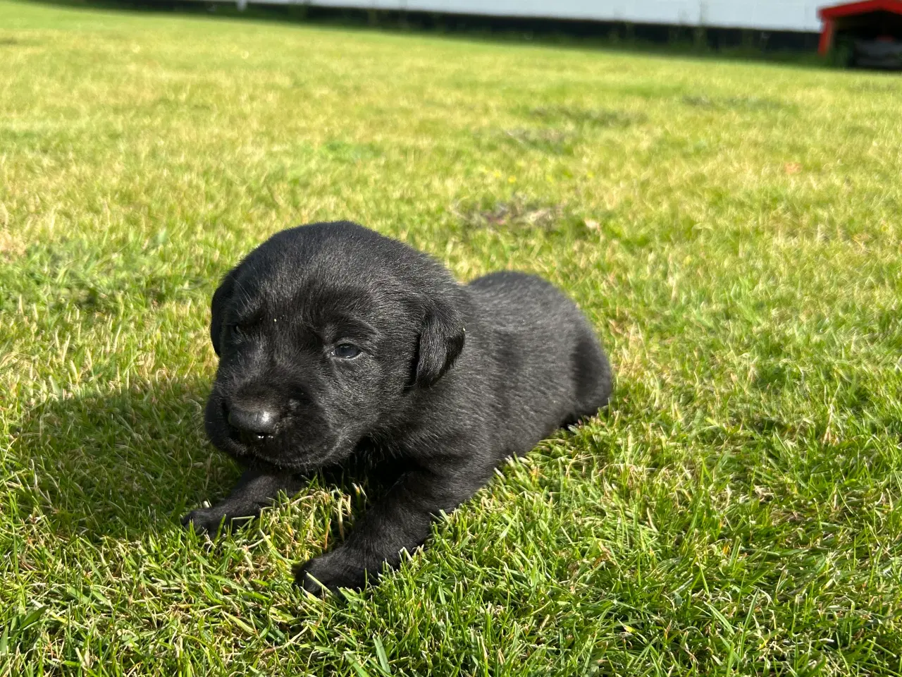 Billede 5 - Labrador hvalpe sælges