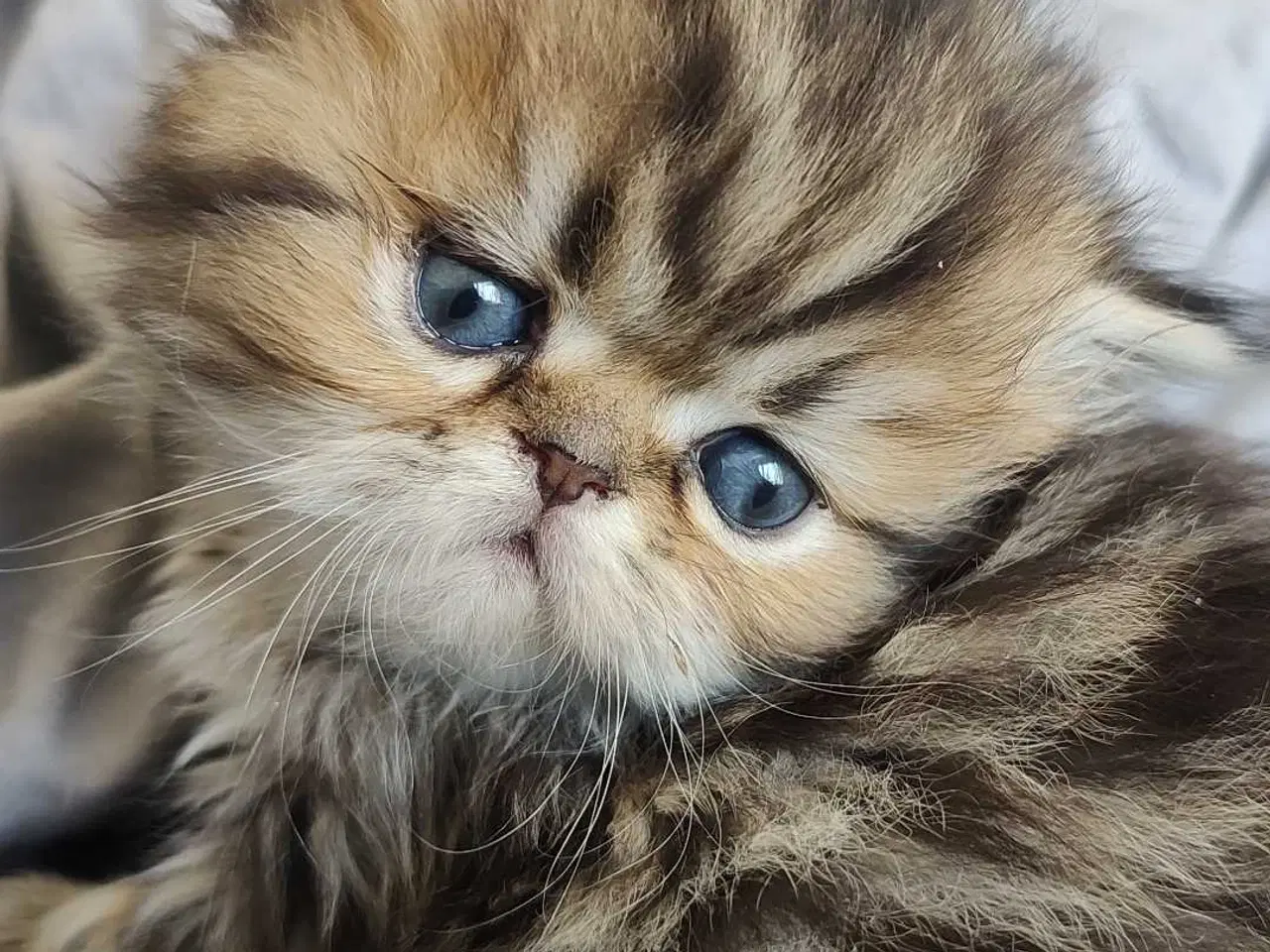 Billede 7 - Perser killinger 