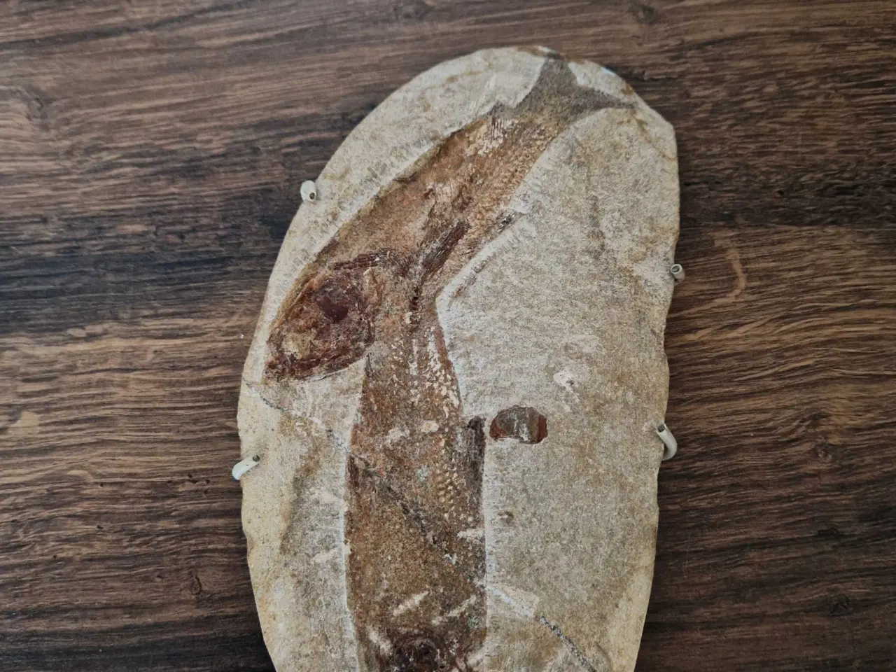 Billede 3 - Fossiler fra Brasilien fisk