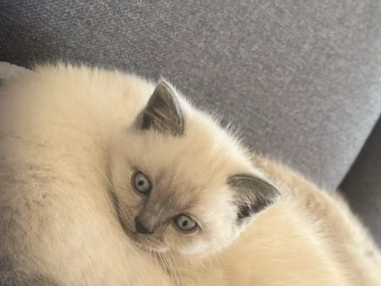 Billede 5 - Søde kat ragdoll til salg
