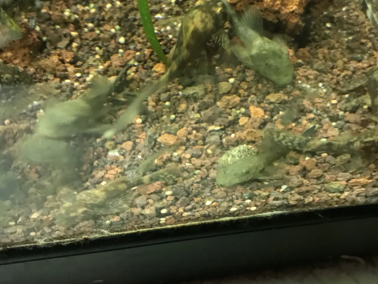 Billede 4 - 🐉 Green Dragon Ancistrus – flotte/robuste maller