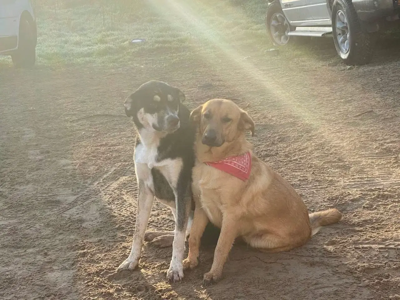 Billede 10 - Sødeste Sunny søger familie 