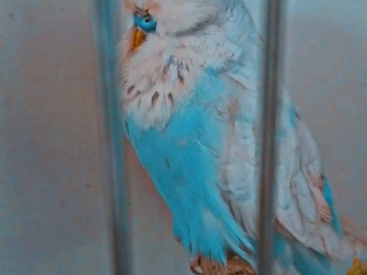 Billede 14 - Fin engelsk undulat han