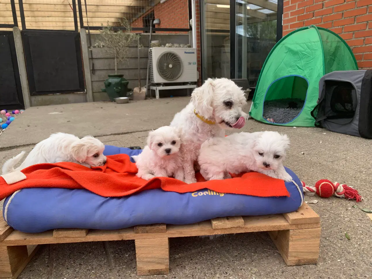 Billede 9 - Mini Maltichon babyer snart rejseklar