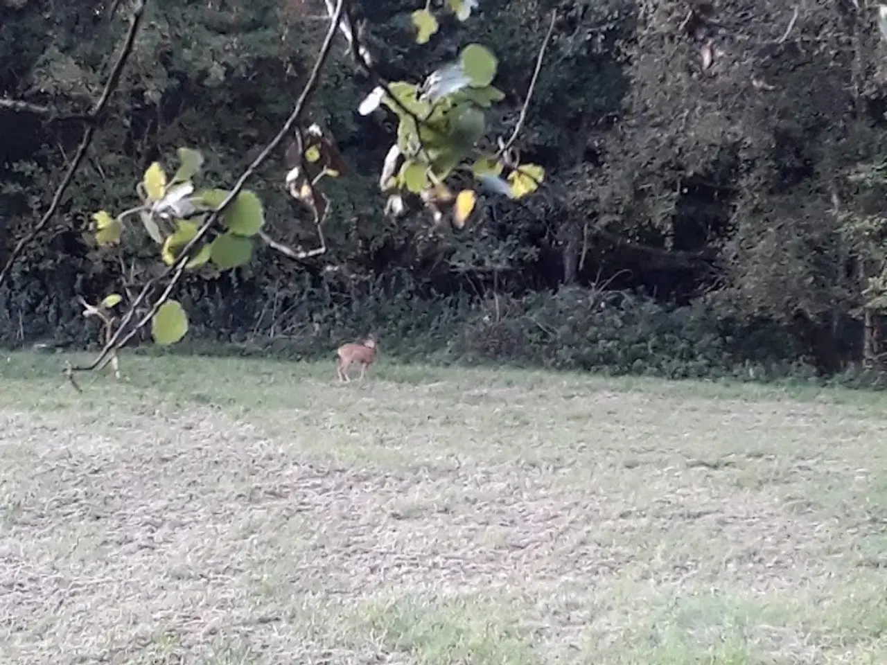 Billede 3 - Jagt ejendom på 11,2Ha, særligt natur og egen sø.